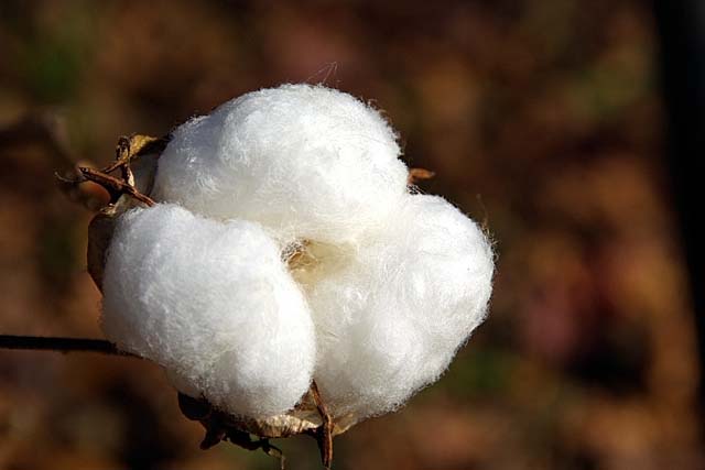 コットンの種類 超高級綿 プレミアム コットン の産地をご紹介