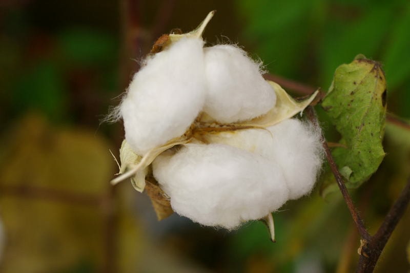 コットンの種類 超高級綿 プレミアム コットン の産地をご紹介 Material Works