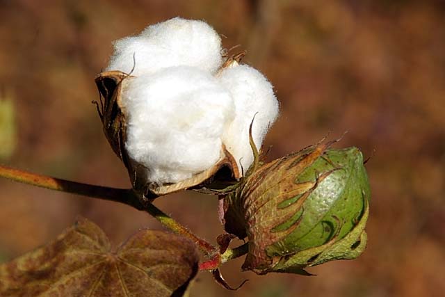 コットンの種類 超高級綿 プレミアム コットン の産地をご紹介 Material Works